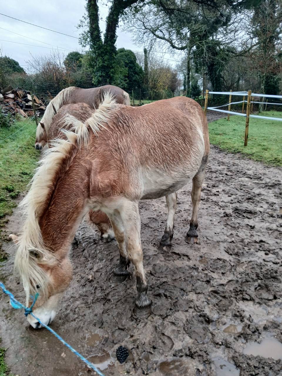 Yegua Haflinger En venta 2020 Alaz&aacute;n