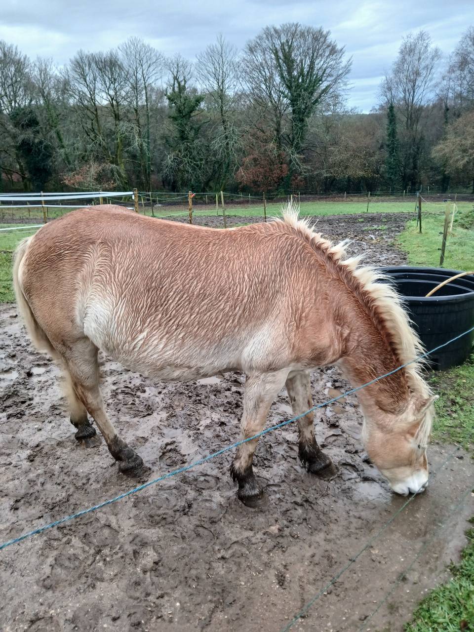 Yegua Haflinger En venta 2020 Alaz&aacute;n