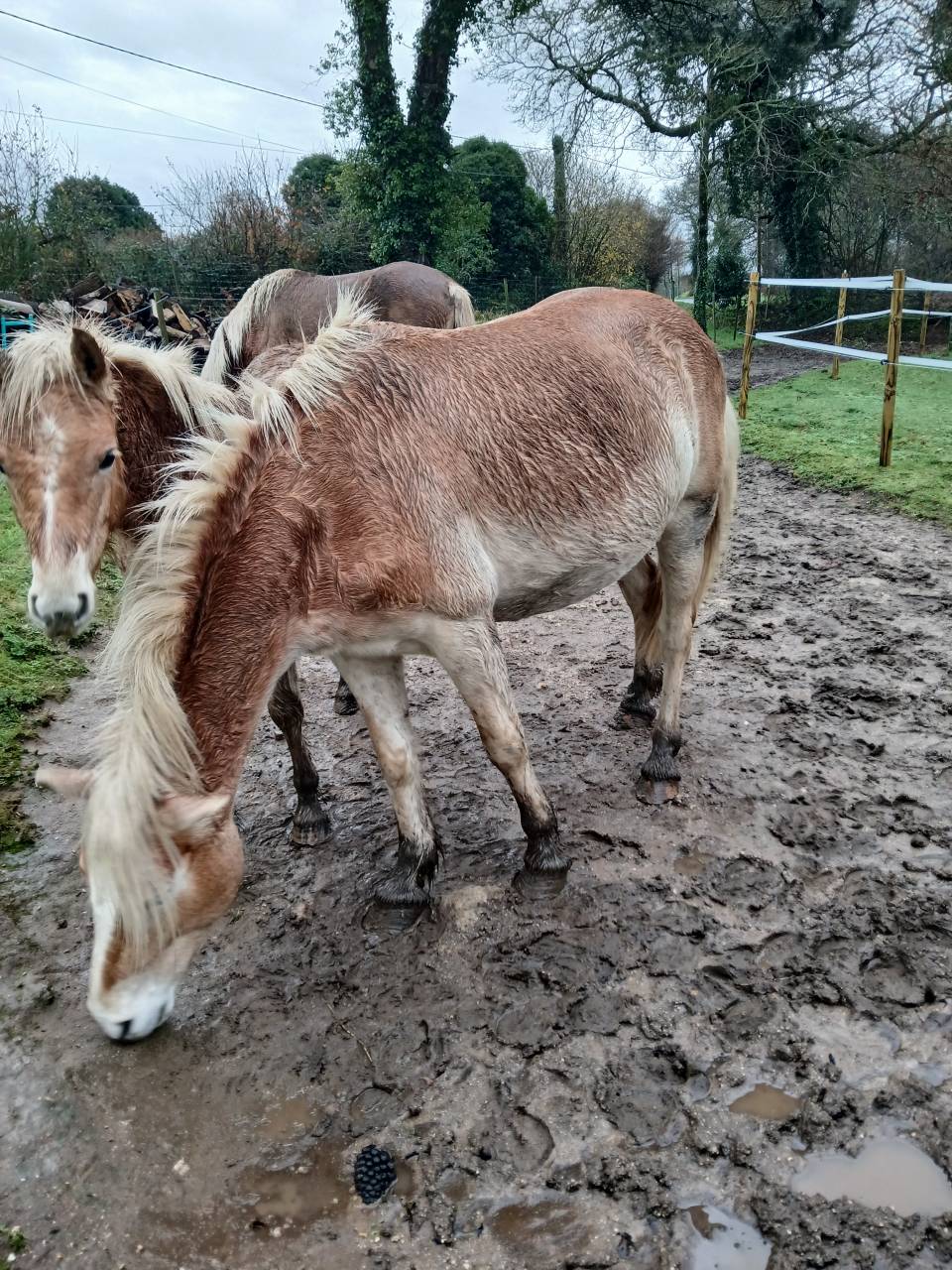 Yegua Haflinger En venta 2020 Alaz&aacute;n