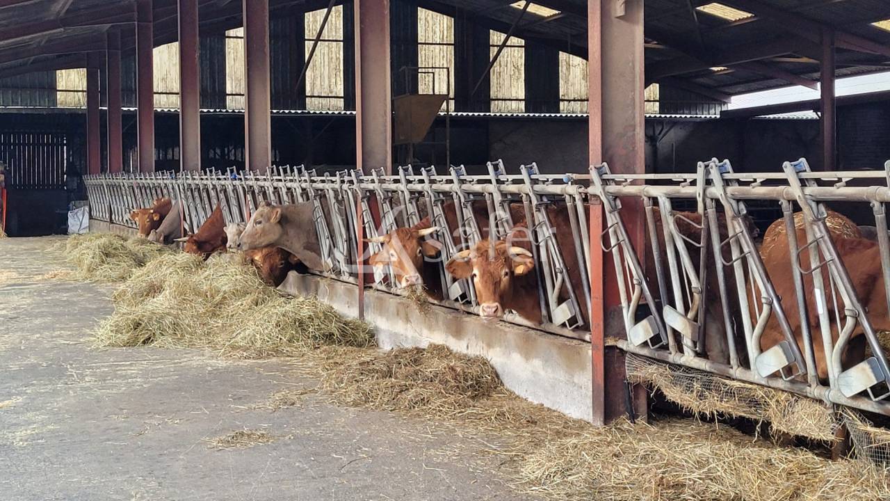 Explotaci&oacute;n ovina En venta Tarn