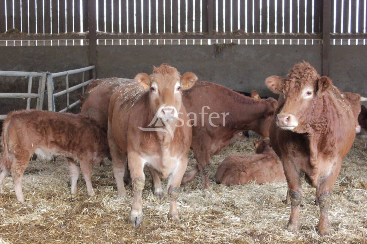 Explotaci&oacute;n ovina En venta Tarn