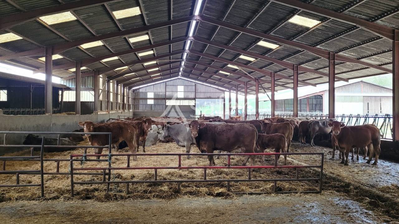 Explotaci&oacute;n ovina En venta Tarn