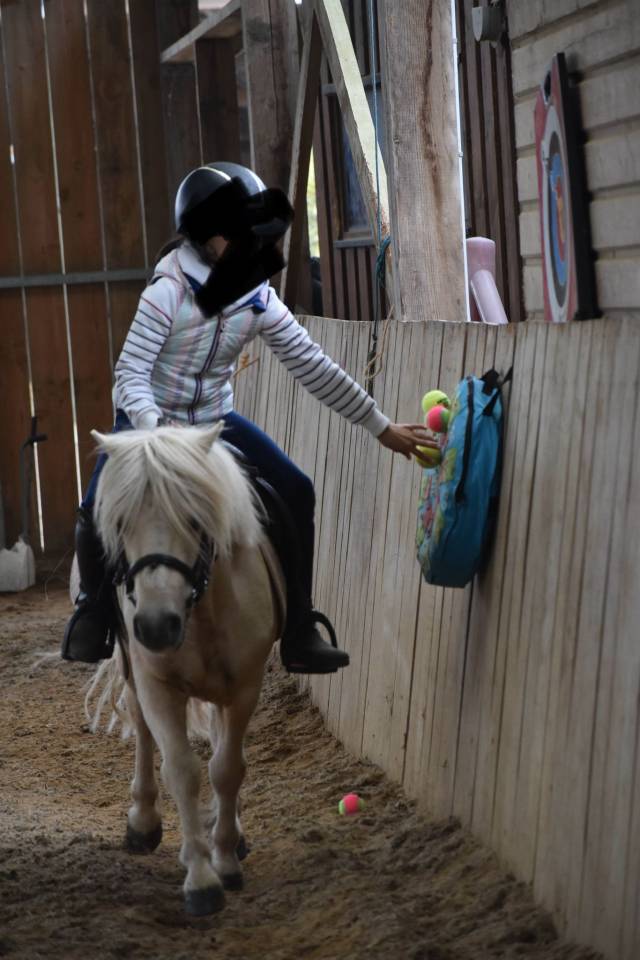 Caballo castrado Shetland En venta 2018 Palomino