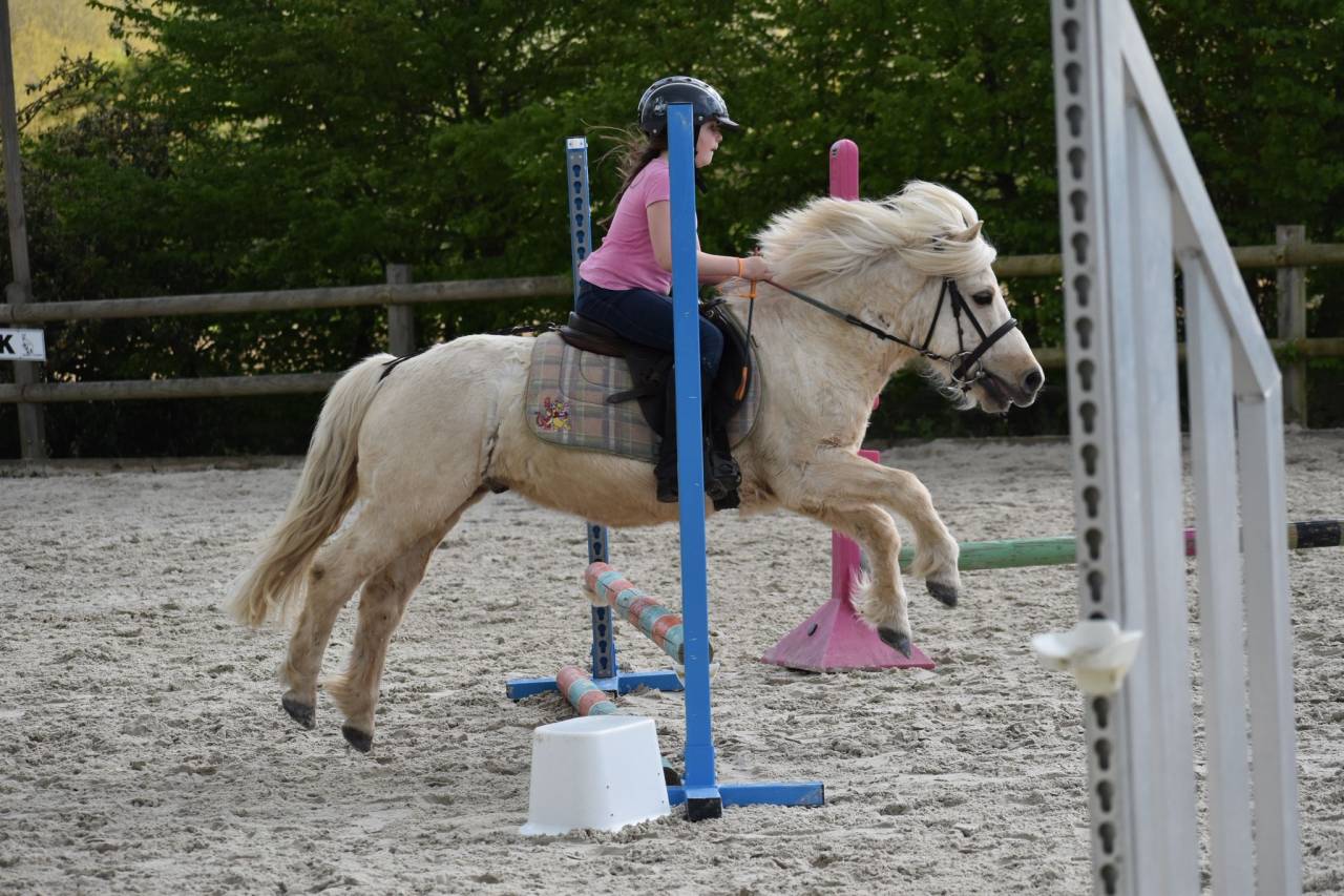 Caballo castrado Shetland En venta 2018 Palomino