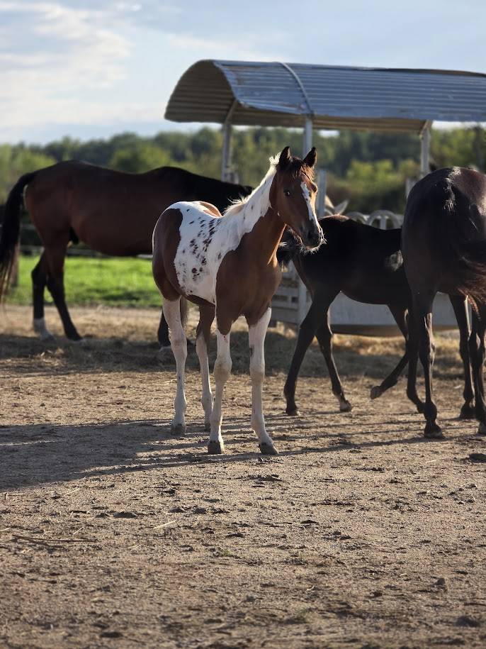 Potro Origine Constat&eacute;e En venta 2025 Pinto