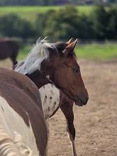 Potro Origine Constat&eacute;e En venta 2025 Pinto