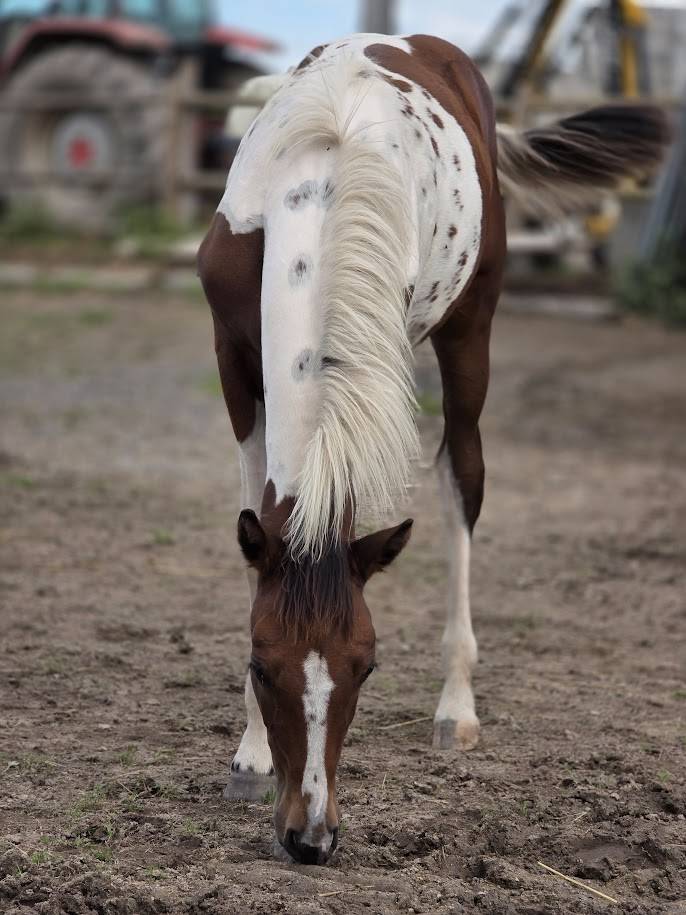 Potro Origine Constat&eacute;e En venta 2025 Pinto