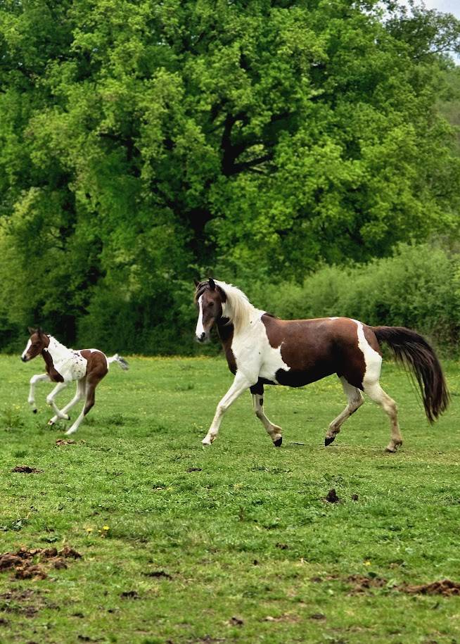 Potro Origine Constat&eacute;e En venta 2025 Pinto