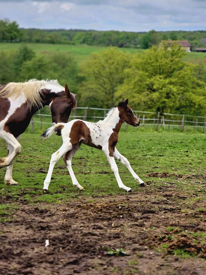 Potro Origine Constat&eacute;e En venta 2025 Pinto