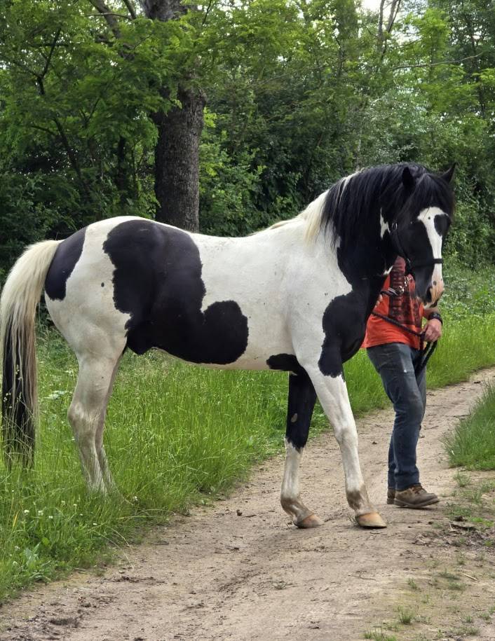 BLACK AND VHITEDEVAL - Origine Constat&eacute;e 2011