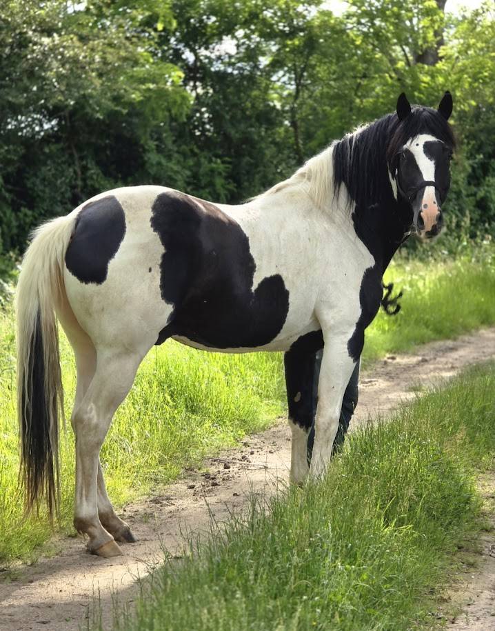 BLACK AND VHITEDEVAL - Origine Constat&eacute;e 2011