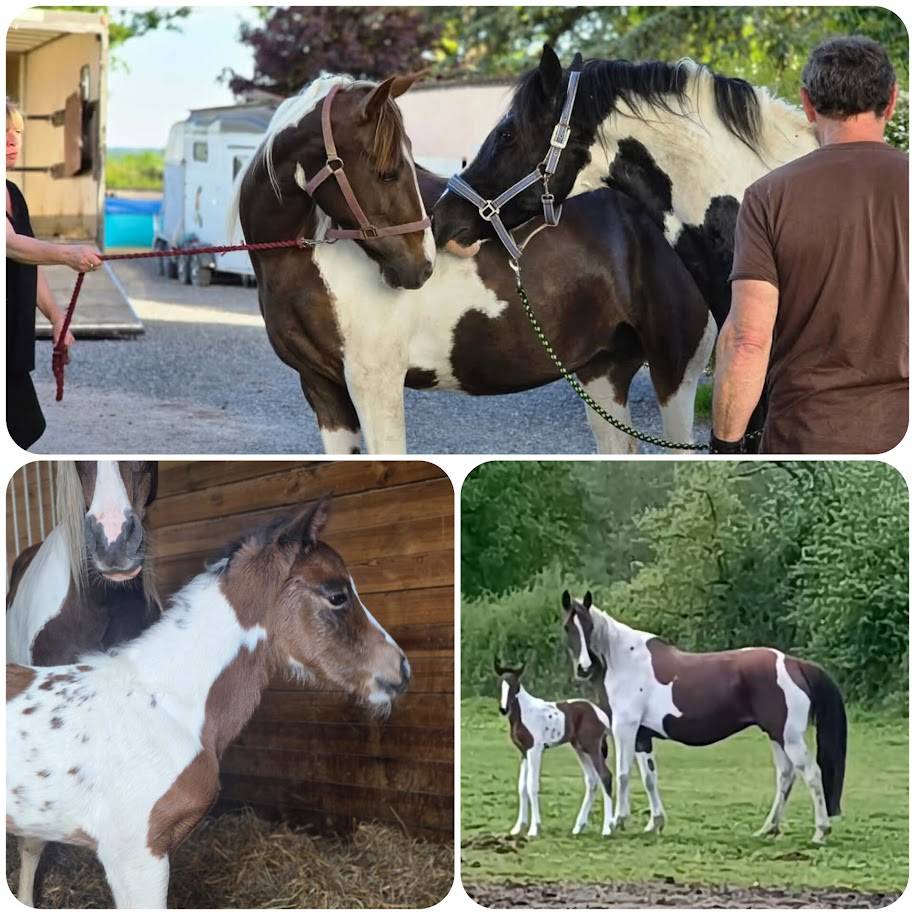 BLACK AND VHITEDEVAL - Origine Constat&eacute;e 2011