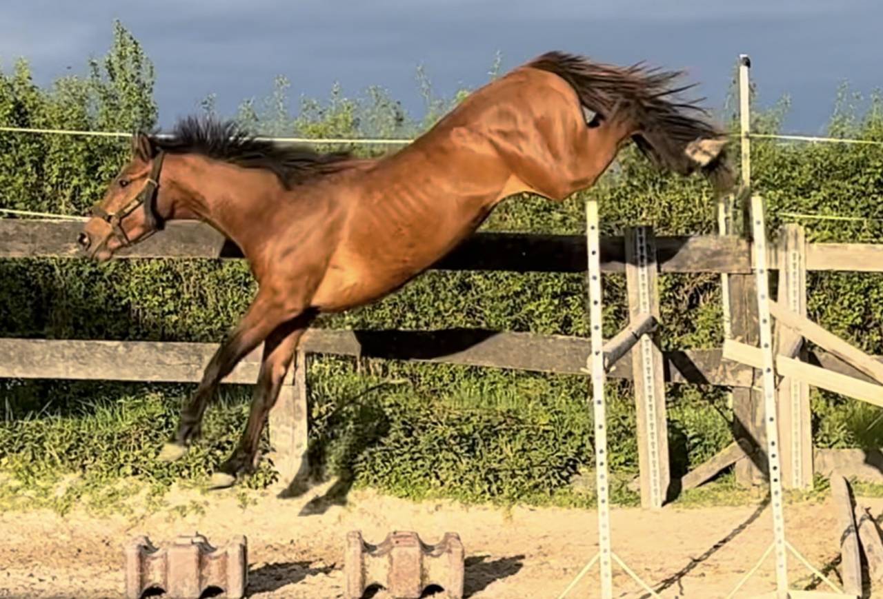 Caballo entero Silla Franc&eacute;s En venta 2022 Bayo