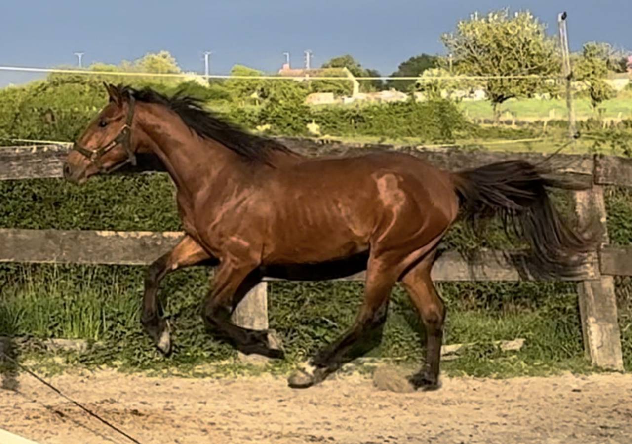 Caballo entero Silla Franc&eacute;s En venta 2022 Bayo