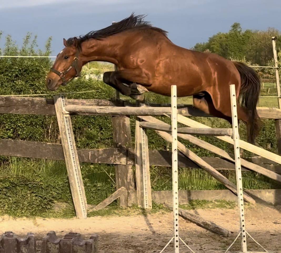 Caballo entero Silla Franc&eacute;s En venta 2022 Bayo