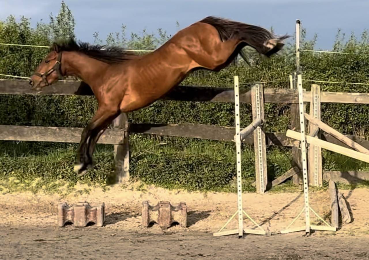 Caballo entero Silla Franc&eacute;s En venta 2022 Bayo