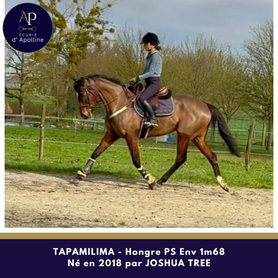 Caballo castrado Pura Sangre En venta 2018 Bayo