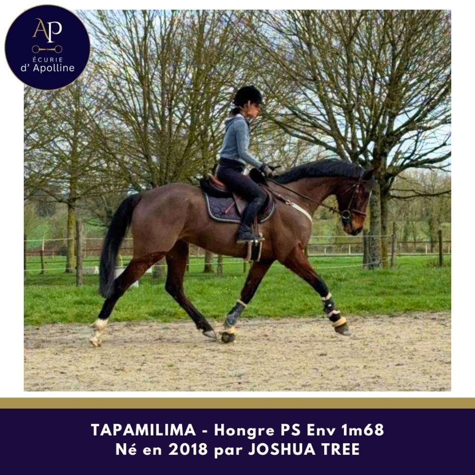 Caballo castrado Pura Sangre En venta 2018 Bayo