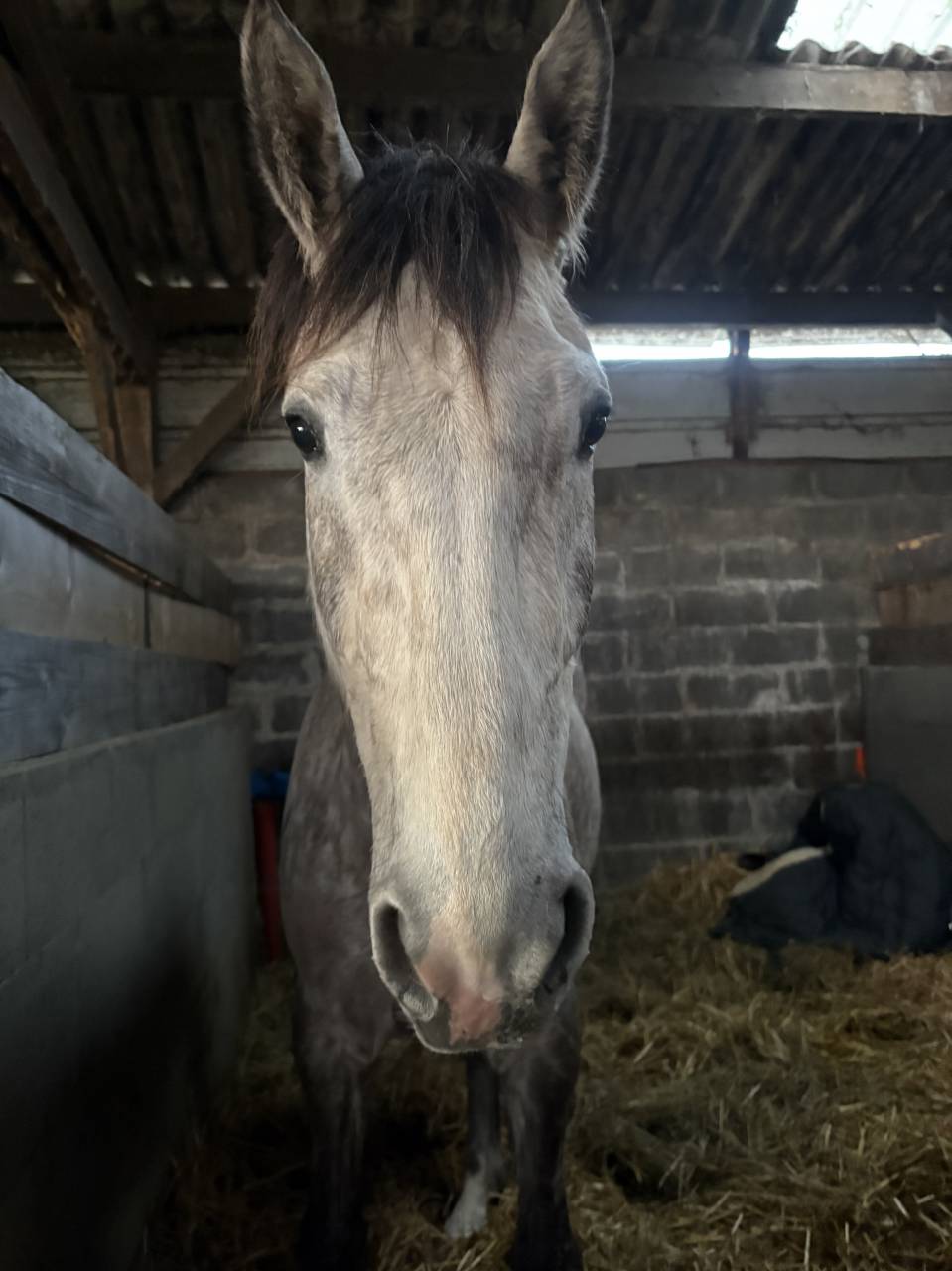 Caballo castrado Origine Constat&eacute;e En venta 2022 Tordo