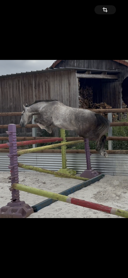 Caballo castrado Origine Constat&eacute;e En venta 2022 Tordo