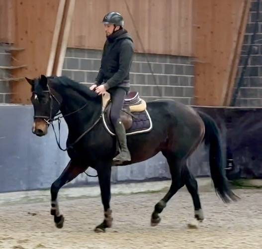 Yegua KWPN Caballo de Deporte Neerland&eacute;s En venta 2015 Bayo moreno