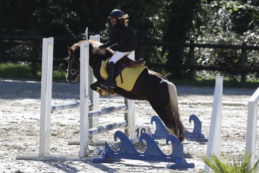 Caballo castrado Welsh Poni (Secci&oacute;n B) En venta 2020 Bayo moreno por FLASH