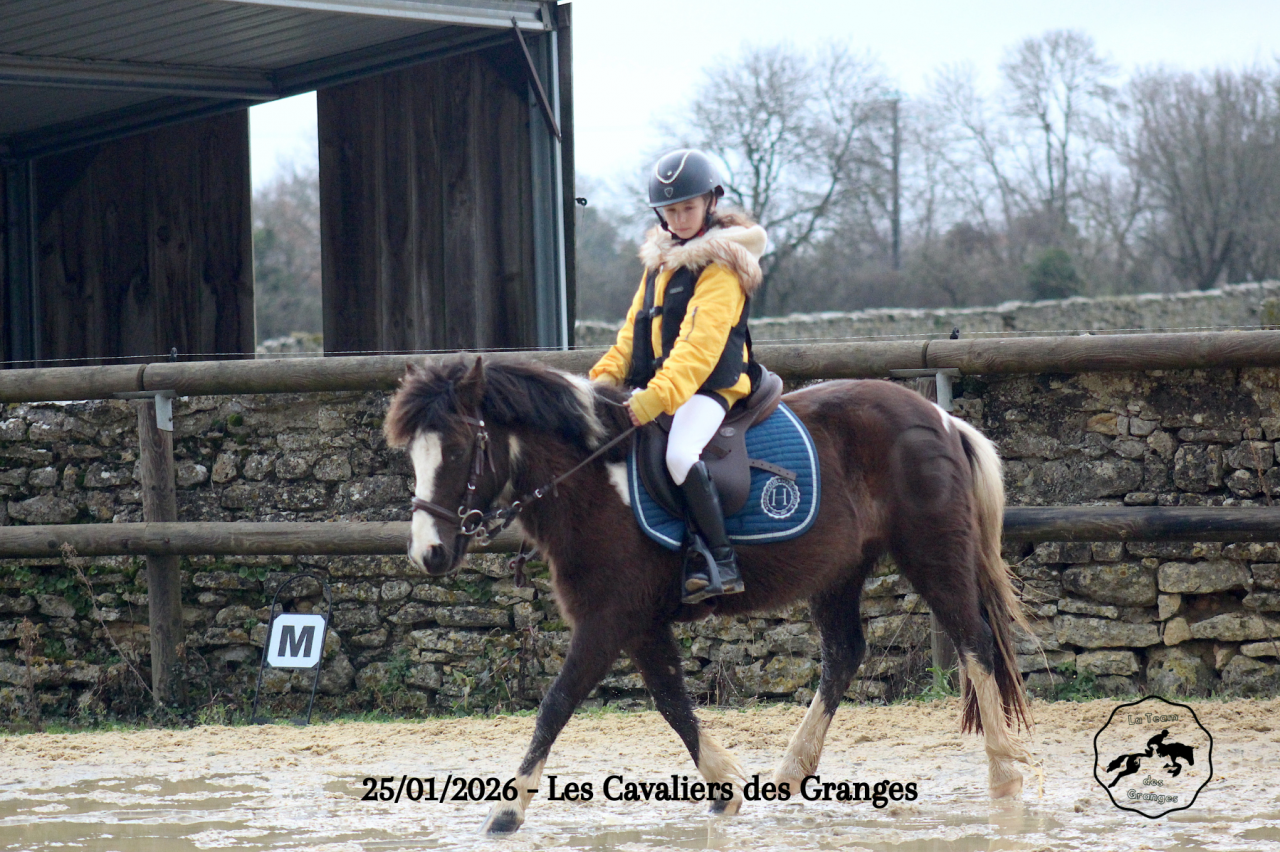 Caballo castrado Welsh Poni (Secci&oacute;n B) En venta 2020 Bayo moreno por FLASH