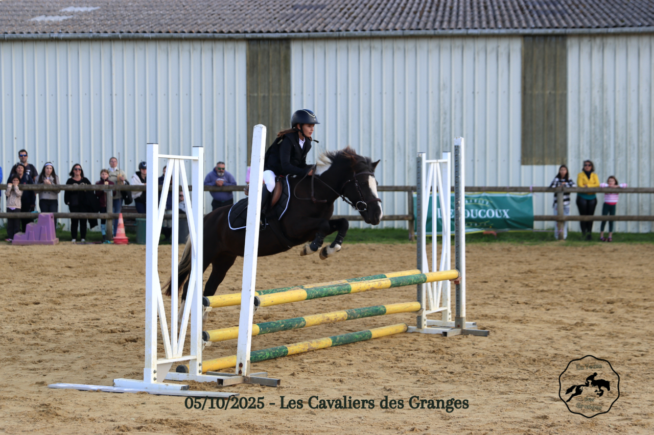 Caballo castrado Welsh Poni (Secci&oacute;n B) En venta 2020 Bayo moreno por FLASH