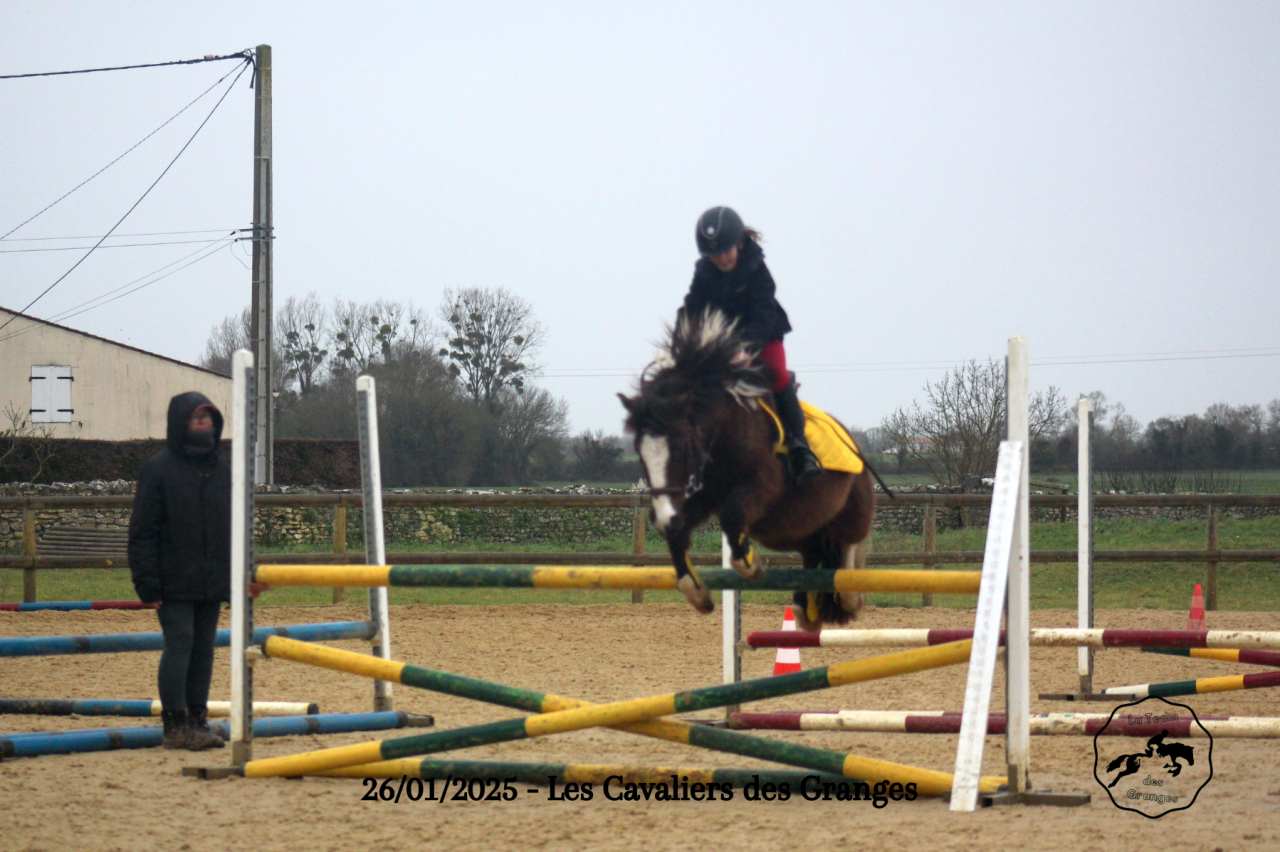 Caballo castrado Welsh Poni (Secci&oacute;n B) En venta 2020 Bayo moreno por FLASH