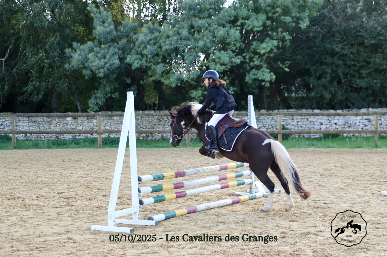 Caballo castrado Welsh Poni (Secci&oacute;n B) En venta 2020 Bayo moreno por FLASH