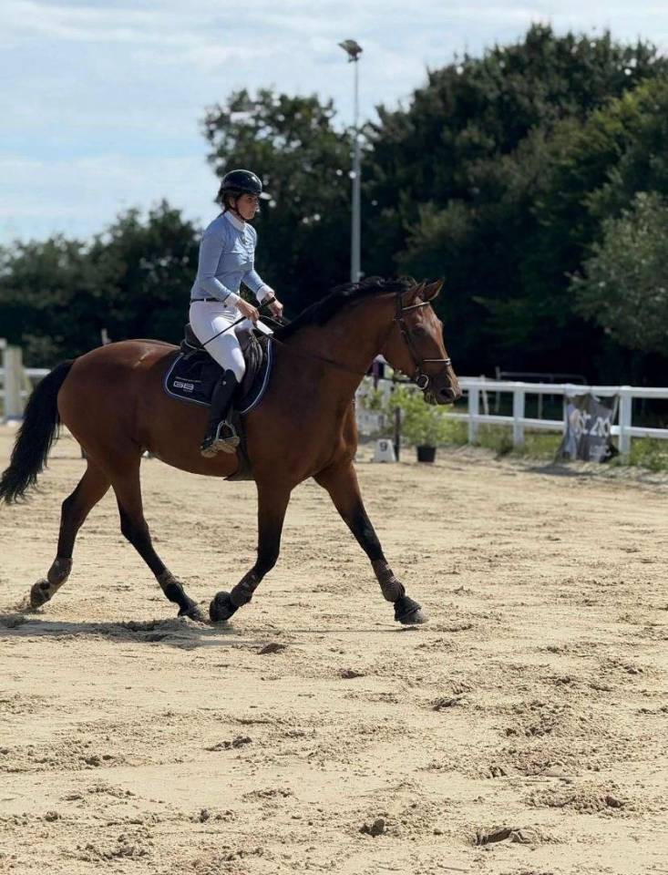 Yegua Zangersheide En venta 2015 Bayo