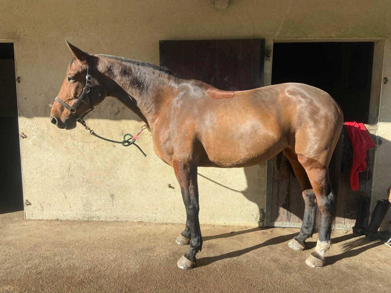 Yegua Zangersheide En venta 2015 Bayo