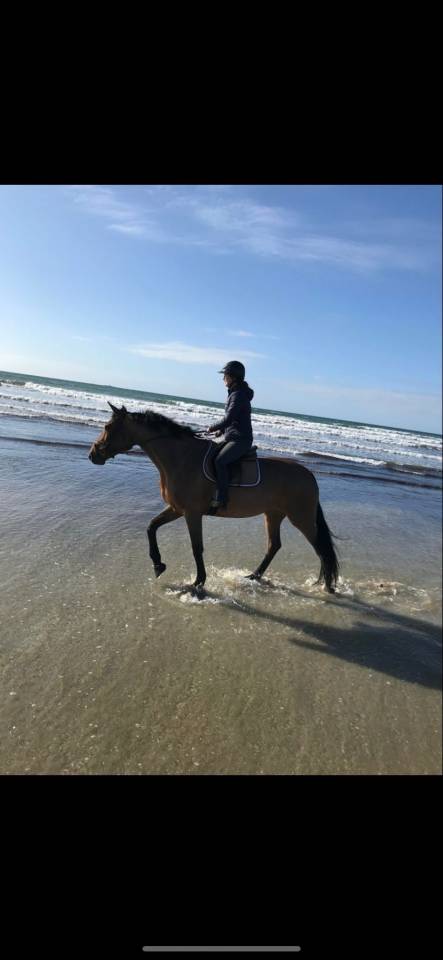 Yegua Zangersheide En venta 2015 Bayo