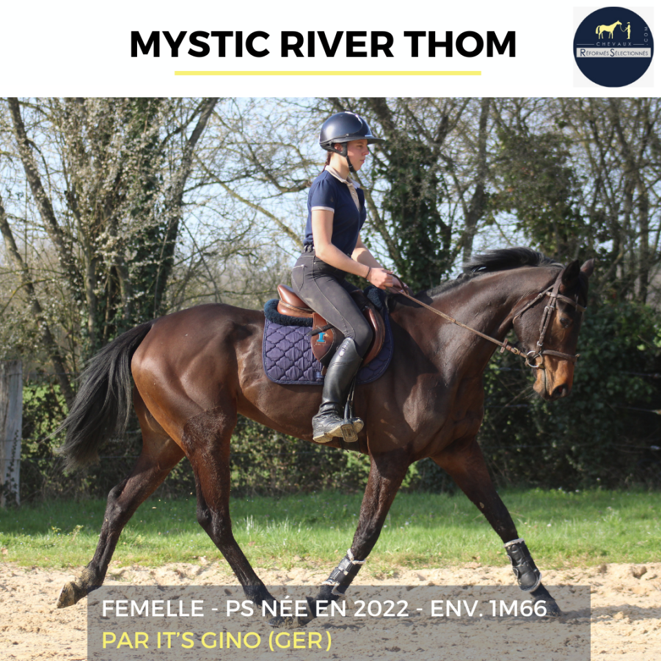 Yegua Pura Sangre En venta 2022 Bayo