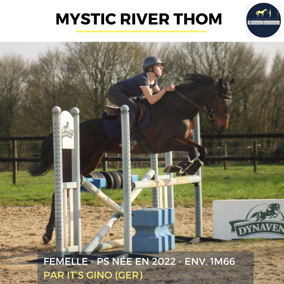 Yegua Pura Sangre En venta 2022 Bayo