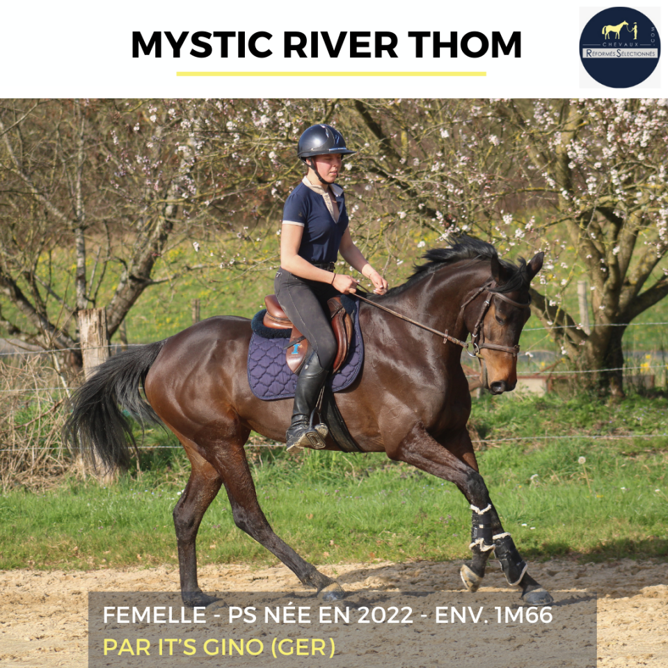 Yegua Pura Sangre En venta 2022 Bayo