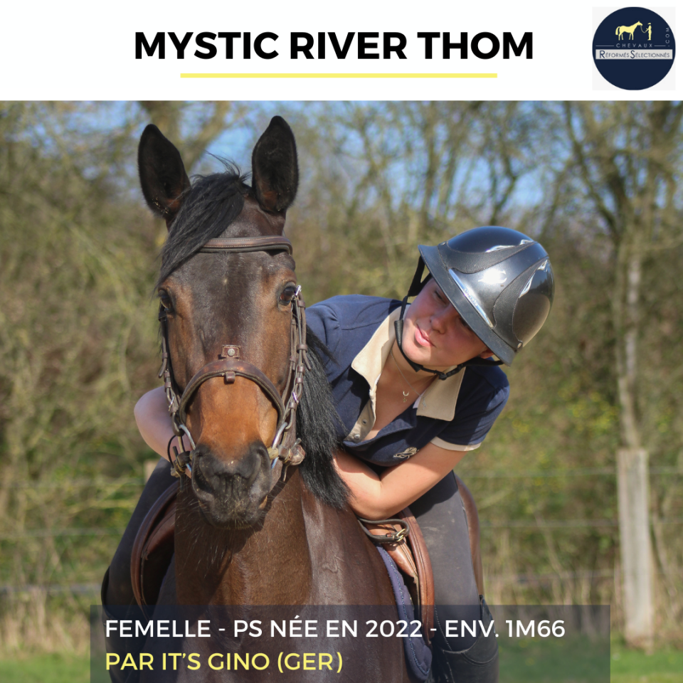 Yegua Pura Sangre En venta 2022 Bayo