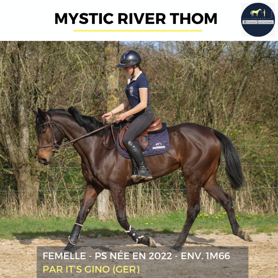 Yegua Pura Sangre En venta 2022 Bayo