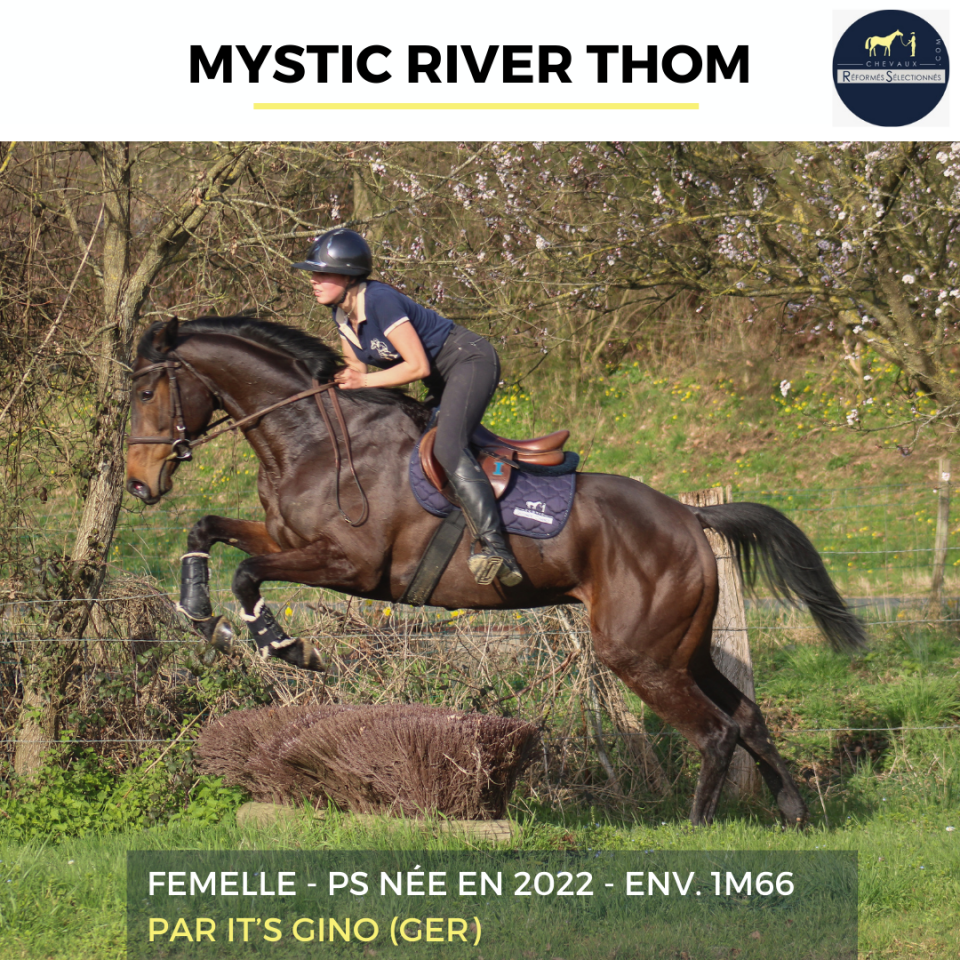 Yegua Pura Sangre En venta 2022 Bayo