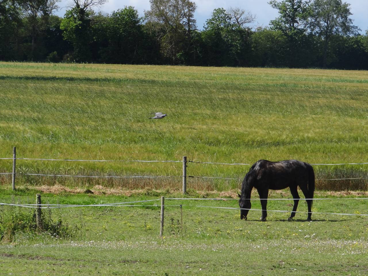 Cuadra de propietarios En venta Ile y Vilaine