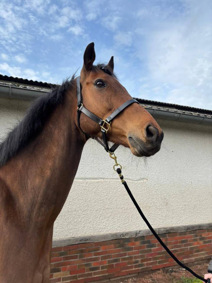 Caballo castrado Pura Sangre En venta 2016 Bayo