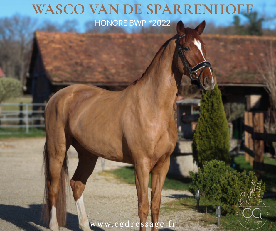 Caballo castrado BWP Caballo de Sangre Belga En venta 2022 Alaz&aacute;n por HEXAGON'S DUTCH NEYMAN