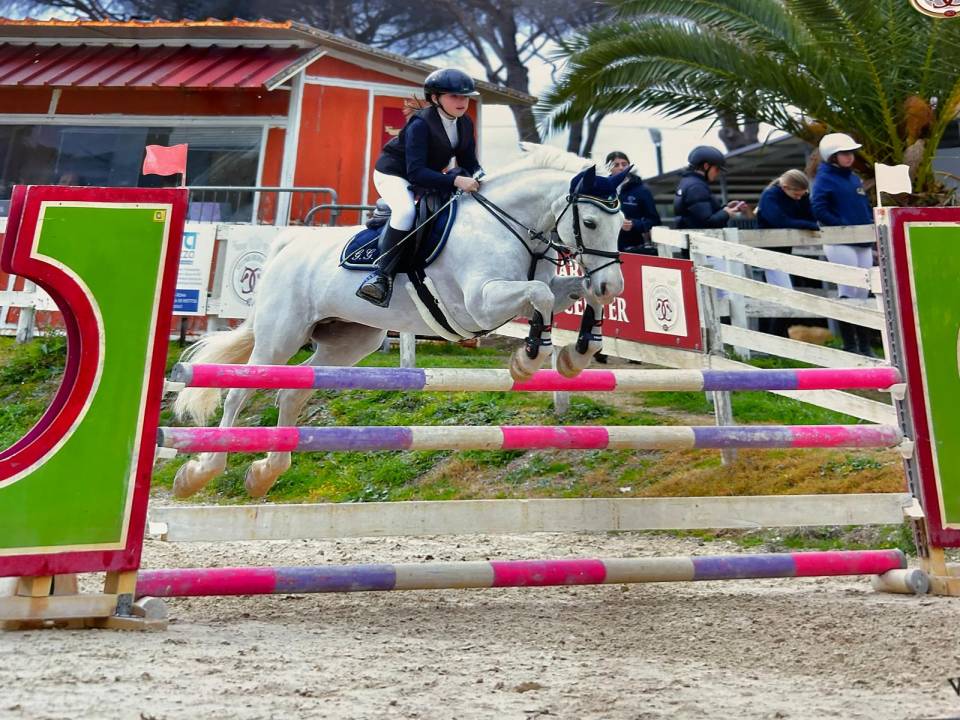 Yegua Connemara En venta 2012 Tordo