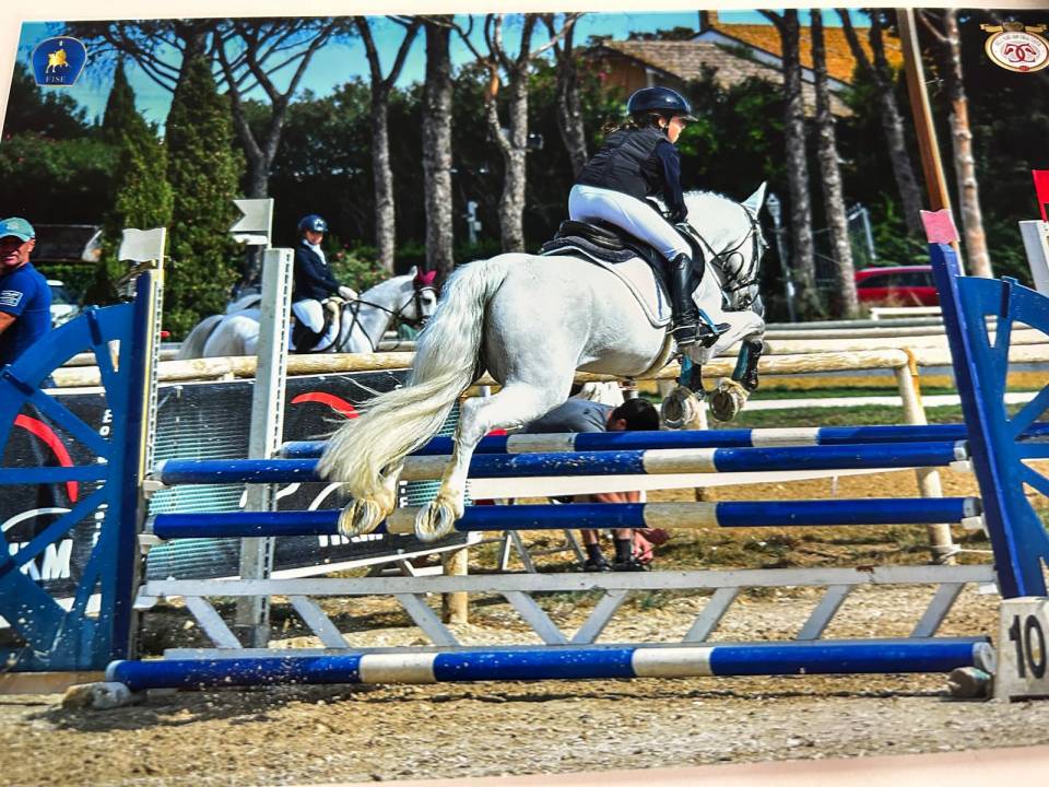 Yegua Connemara En venta 2012 Tordo