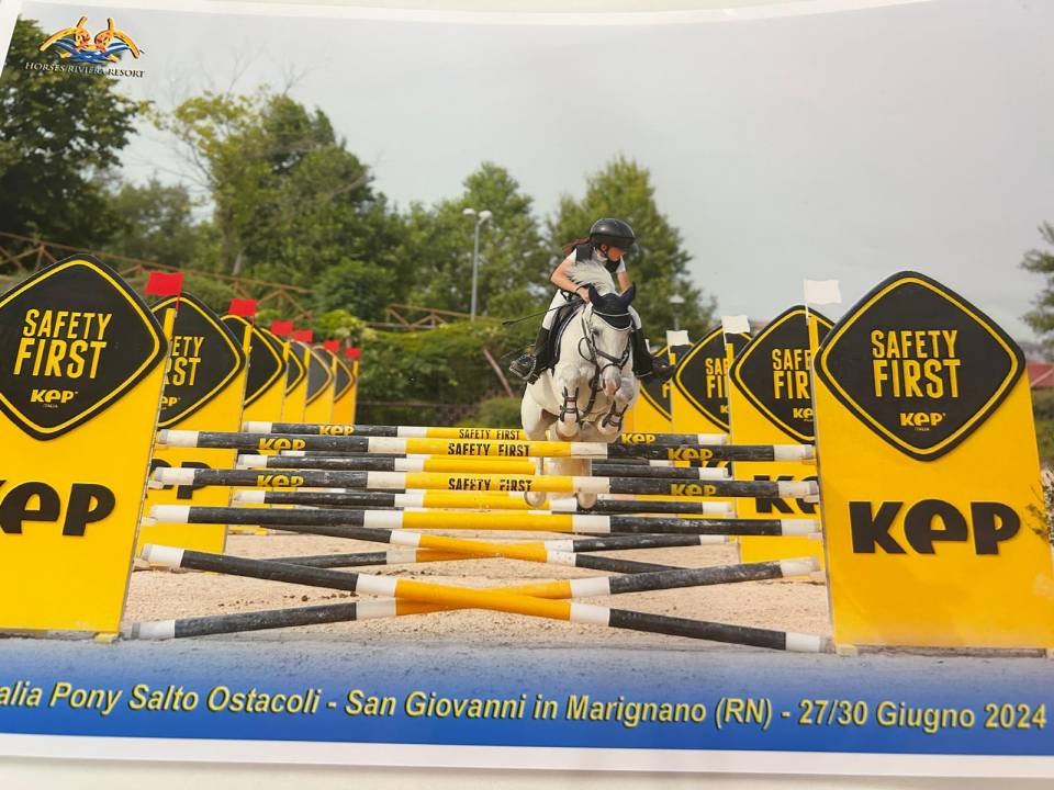 Yegua Connemara En venta 2012 Tordo