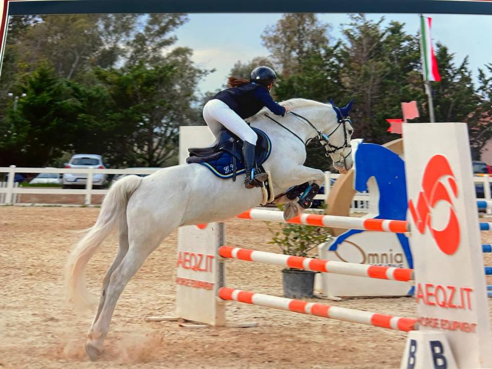 Yegua Connemara En venta 2012 Tordo