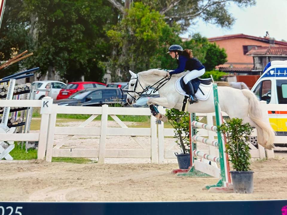 Yegua Connemara En venta 2012 Tordo