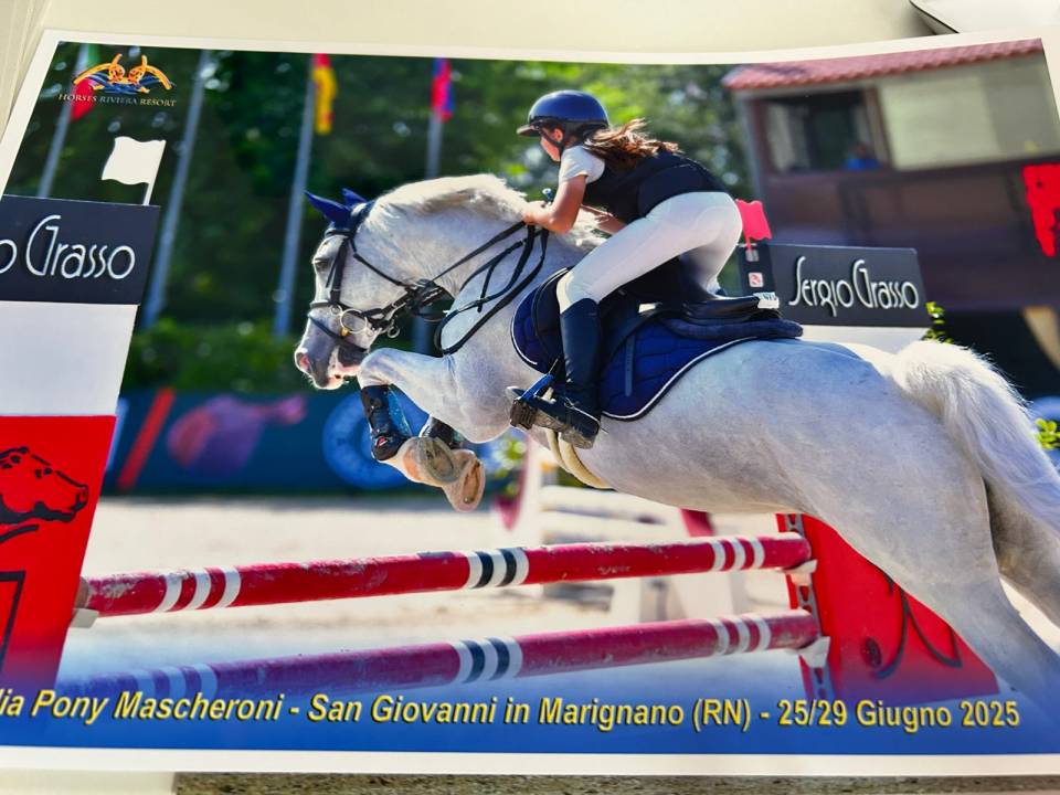 Yegua Connemara En venta 2012 Tordo