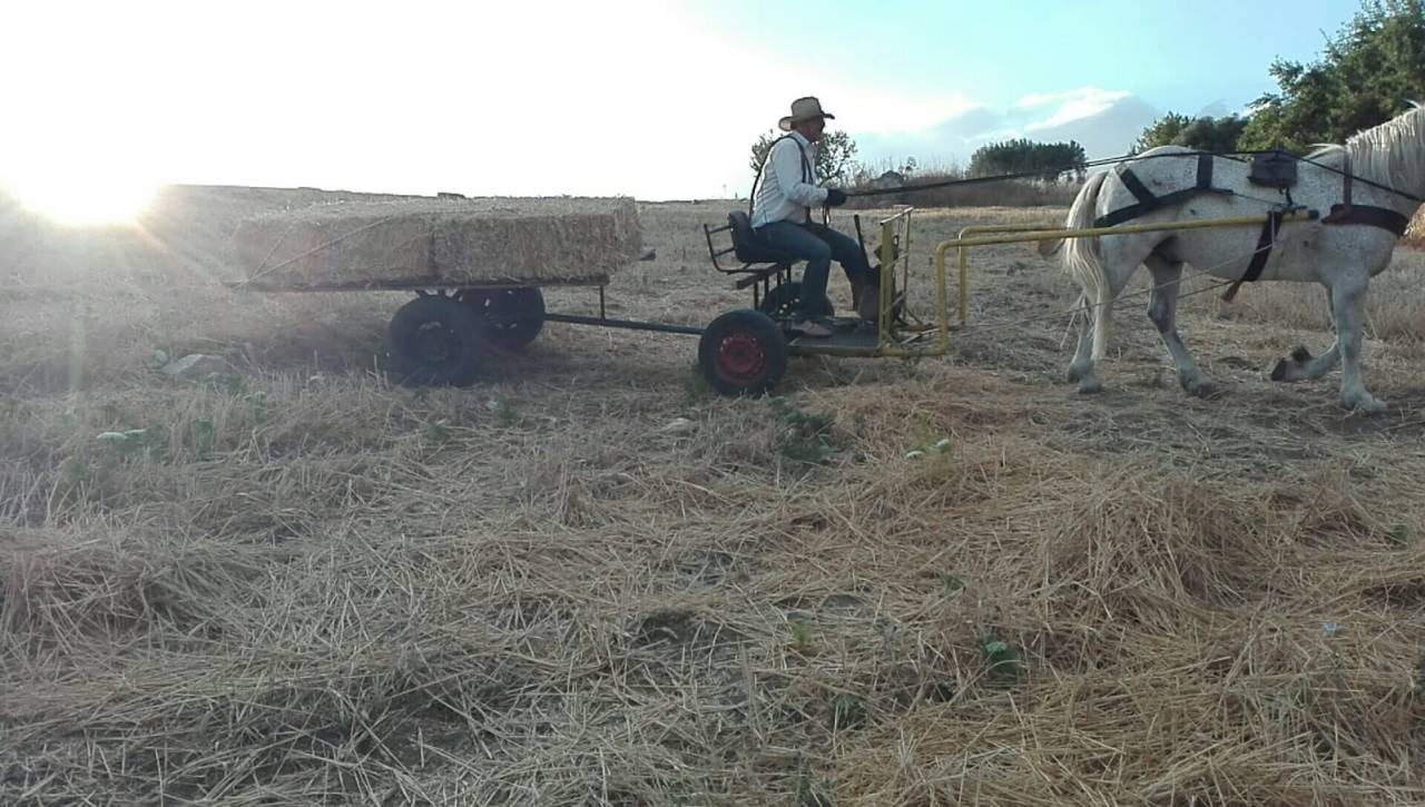 Coche enganches - Calesa   