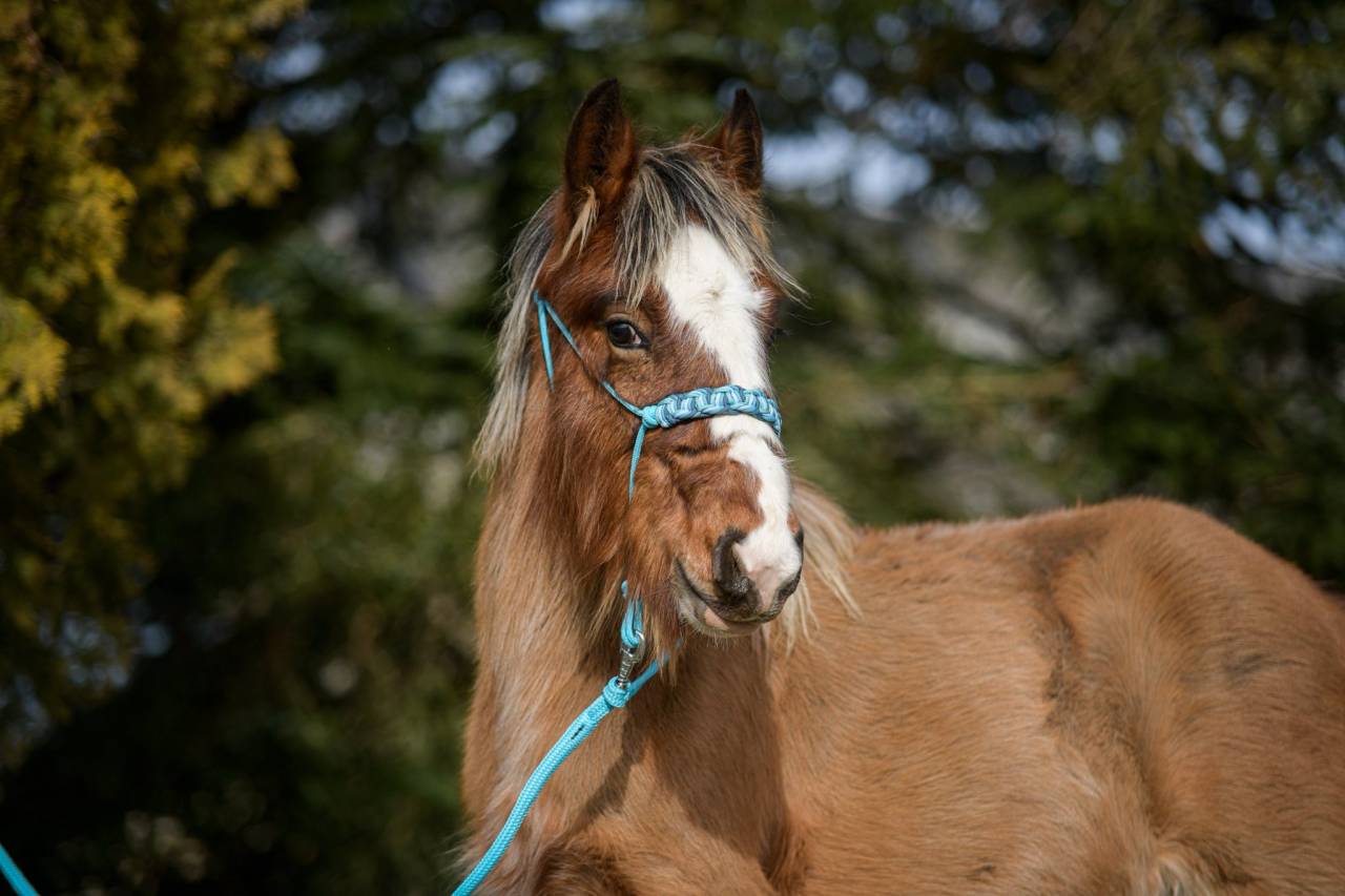 Potro Origen No Constatado En venta 2025 Pelo de vaca